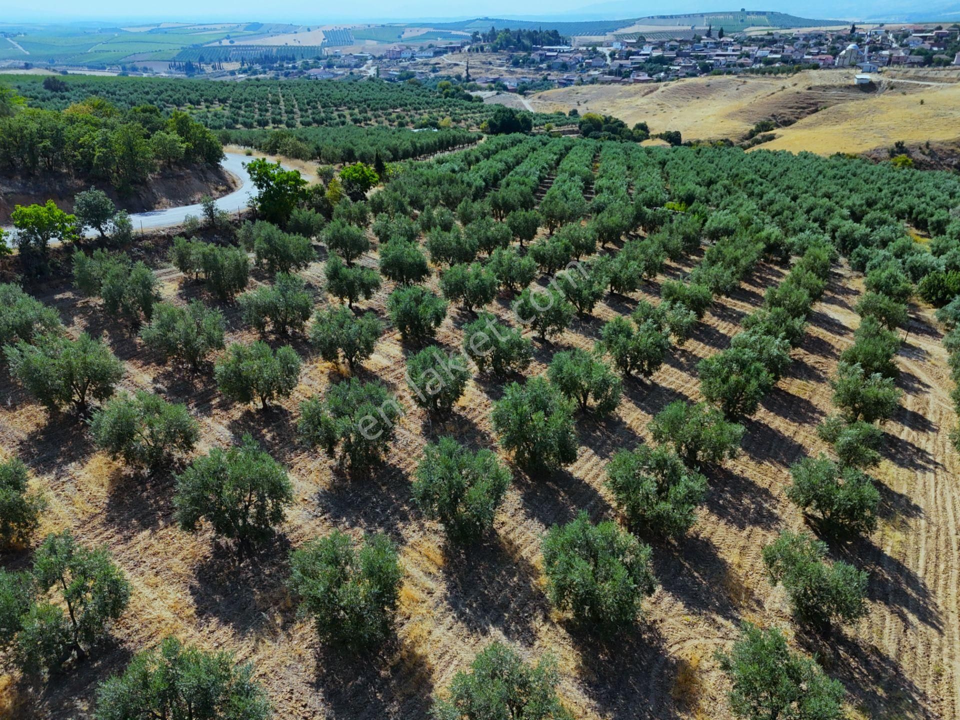 Salihli Akviran'da Satılık 16763 M2 Zeytinlik (video) - Görsel 24