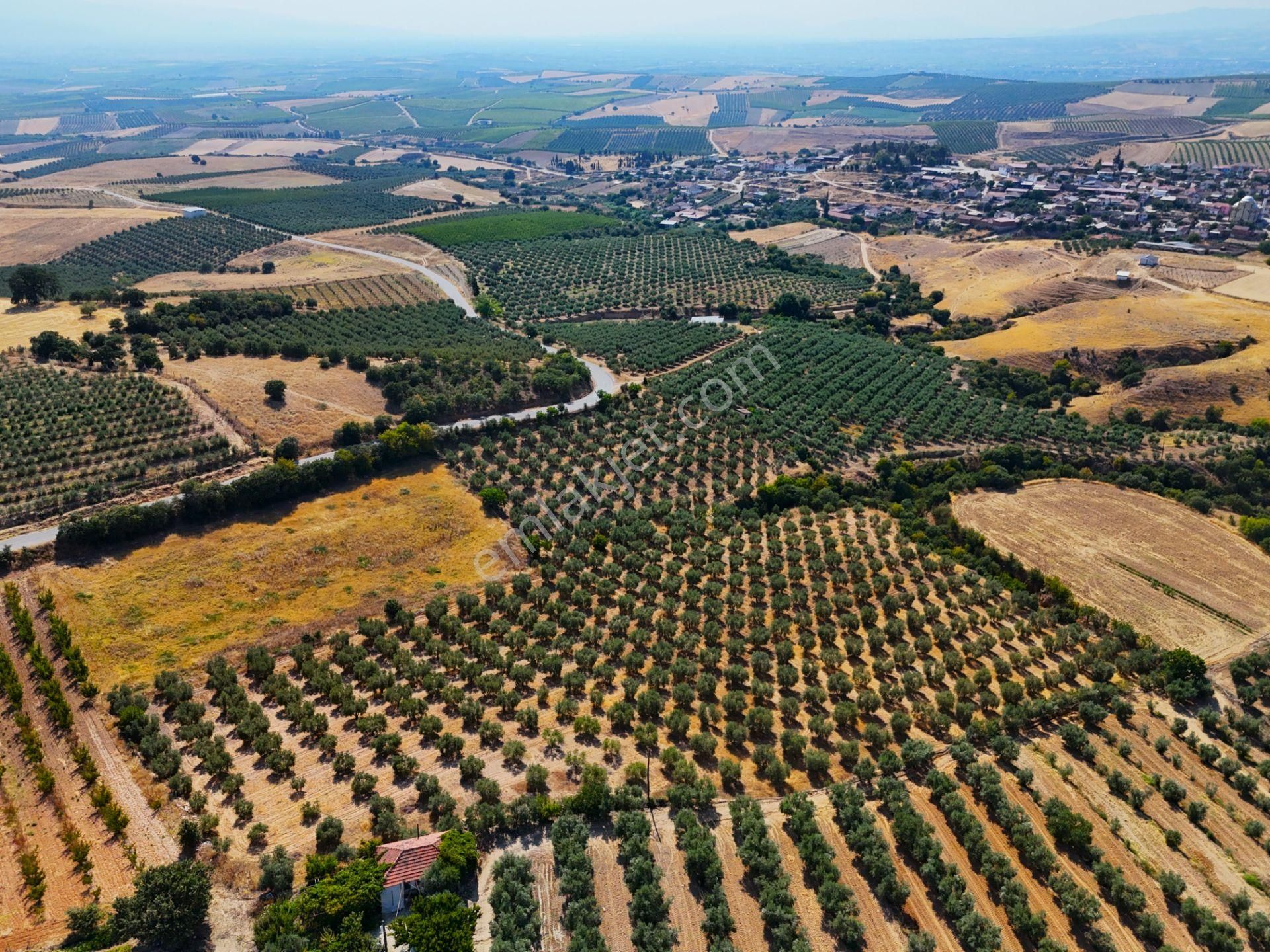 Salihli Akviran'da Satılık 16763 M2 Zeytinlik (video) - Görsel 4