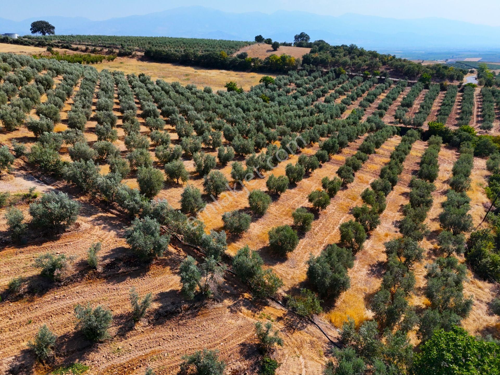 Salihli Akviran'da Satılık 16763 M2 Zeytinlik (video) - Görsel 18