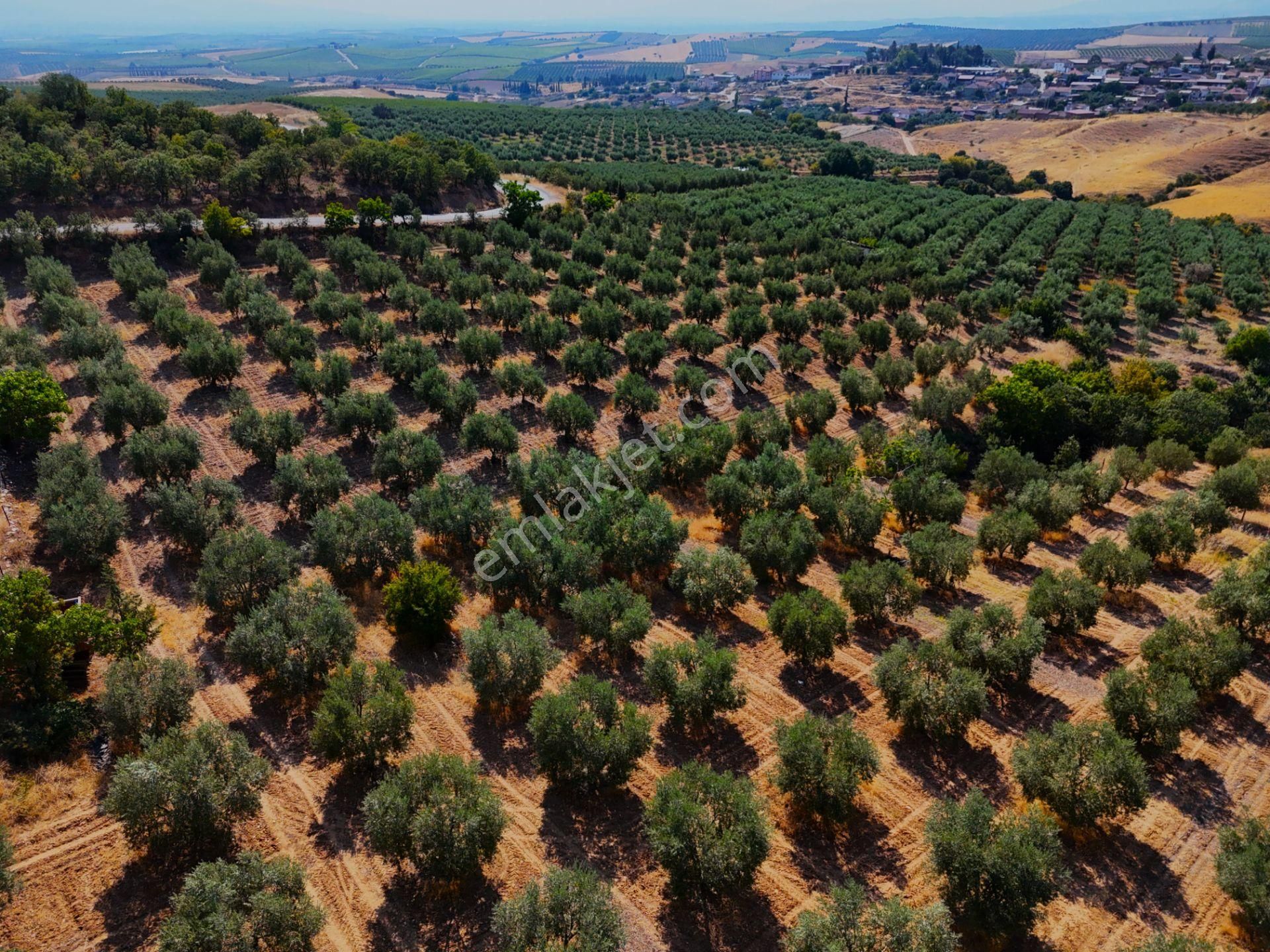 Salihli Akviran'da Satılık 16763 M2 Zeytinlik (video) - Görsel 23