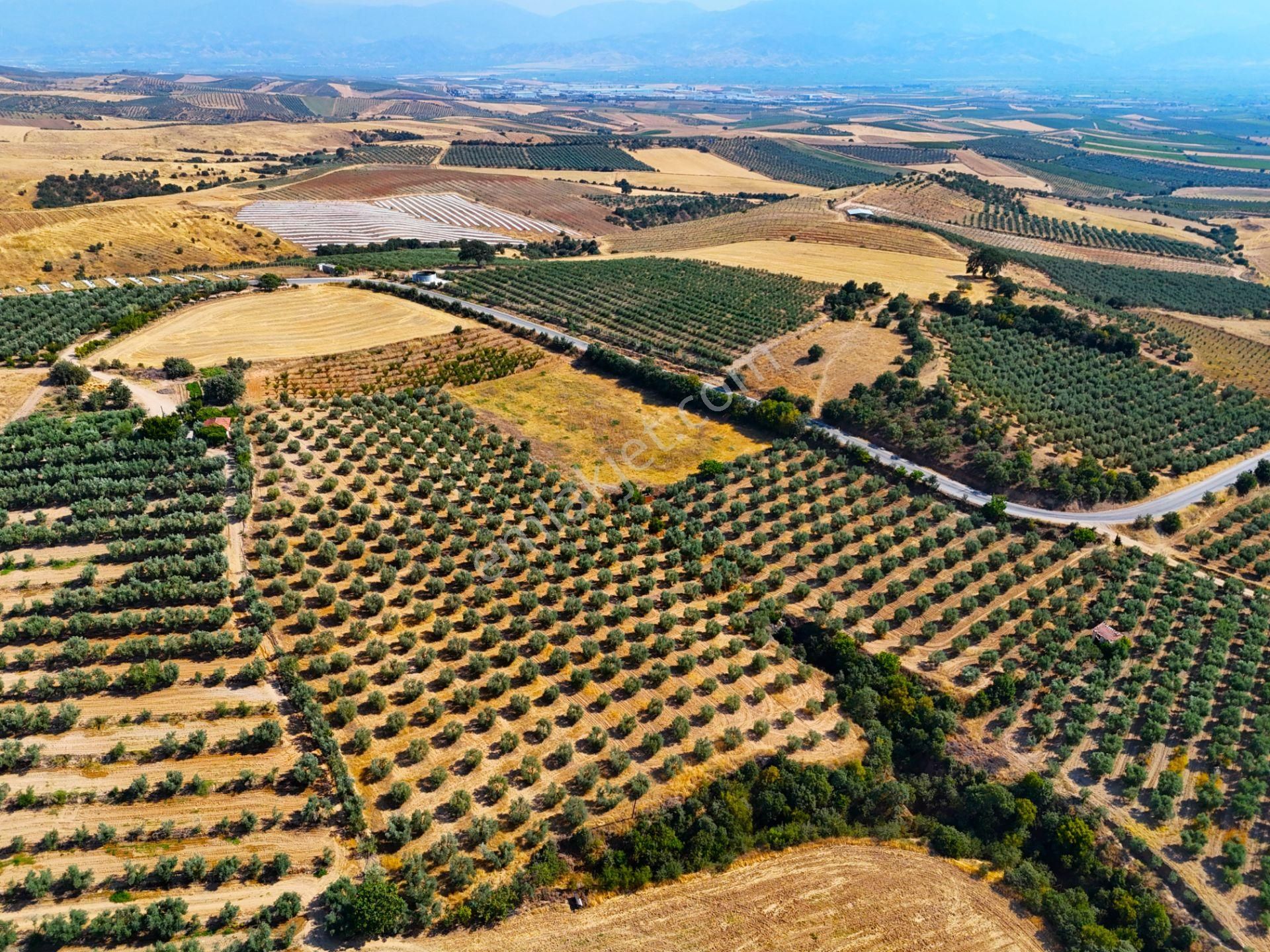 Salihli Akviran'da Satılık 16763 M2 Zeytinlik (video) - Görsel 8