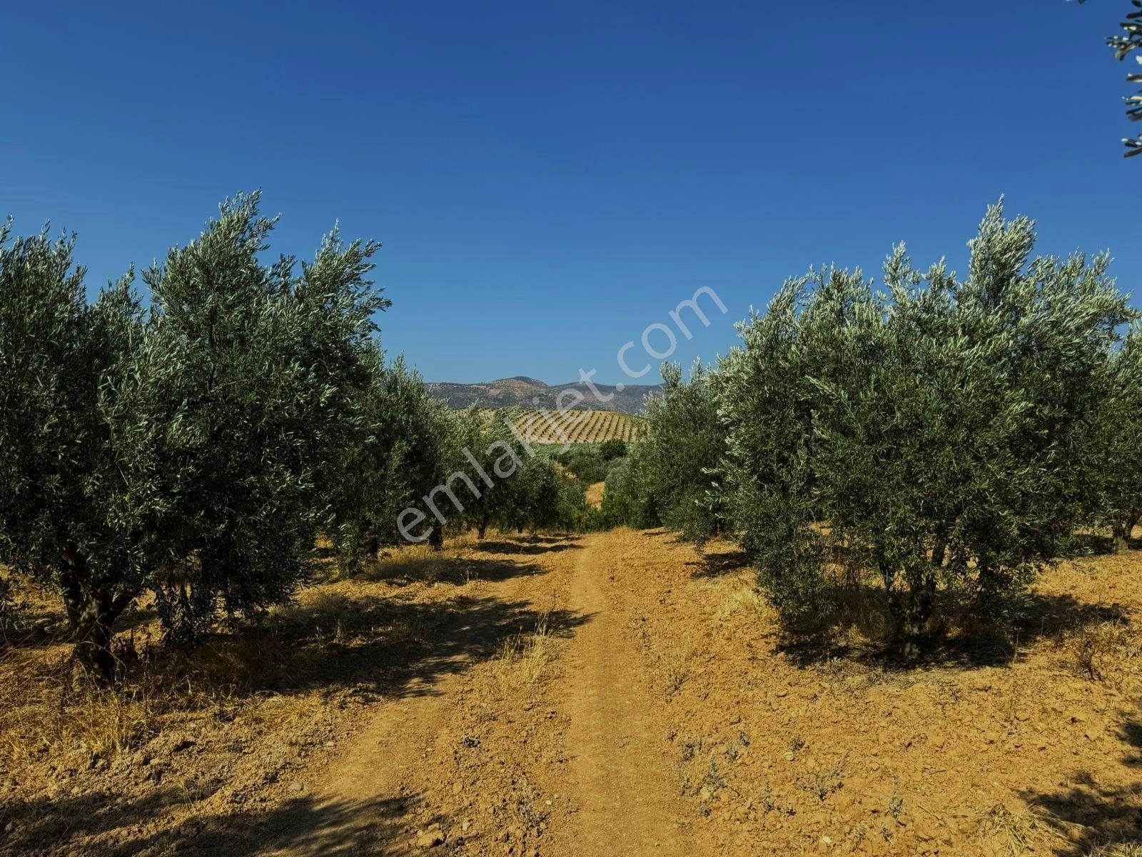 Salihli Akviran'da Satılık 16763 M2 Zeytinlik (video) - Görsel 32