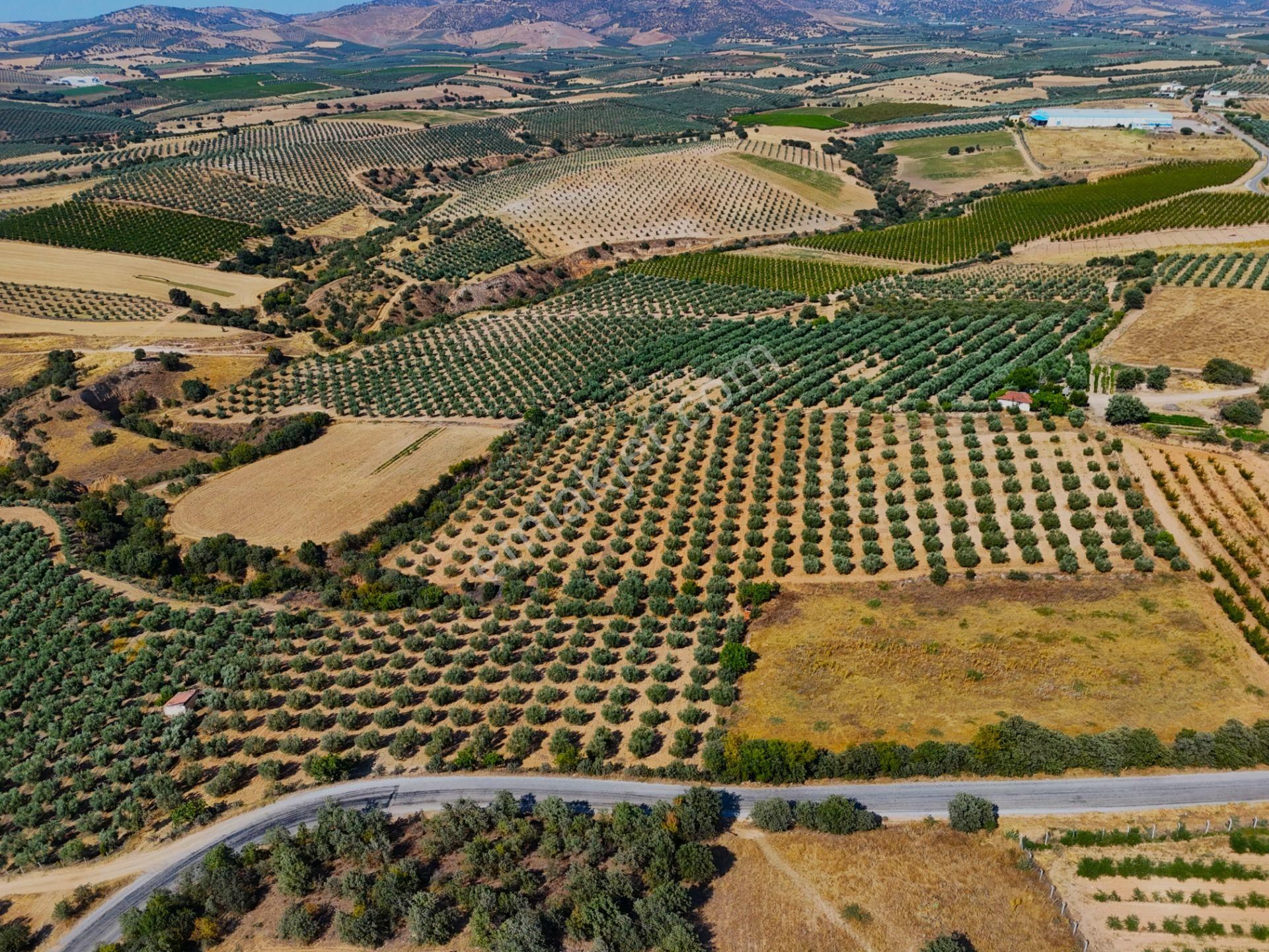 Salihli Akviran'da Satılık 16763 M2 Zeytinlik (video) - Görsel 13