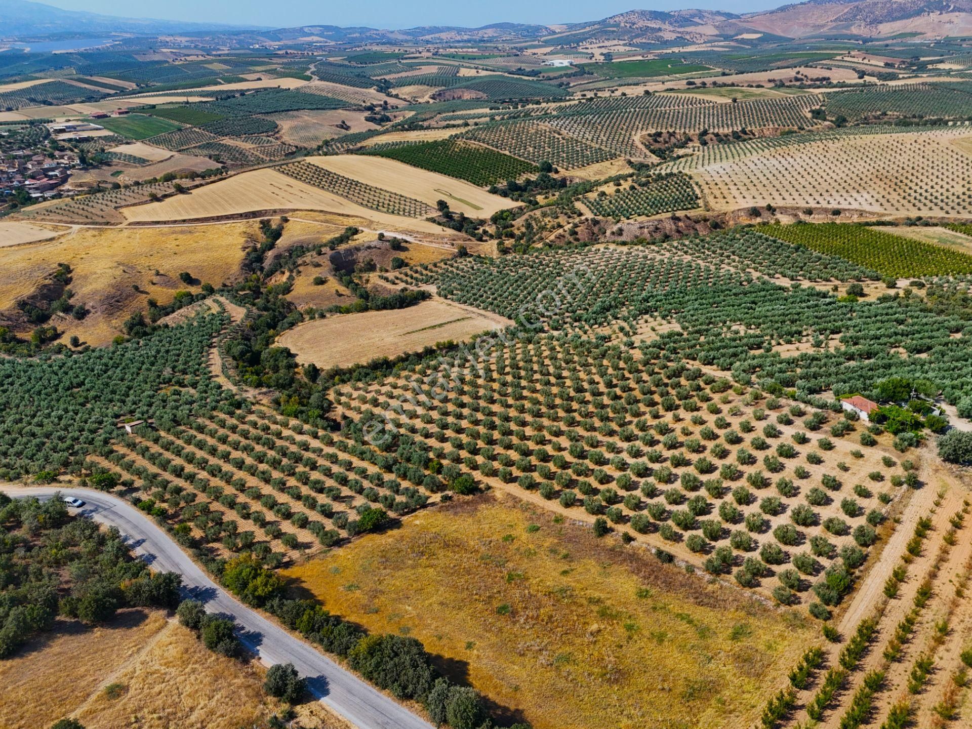 Salihli Akviran'da Satılık 16763 M2 Zeytinlik (video) - Görsel 15