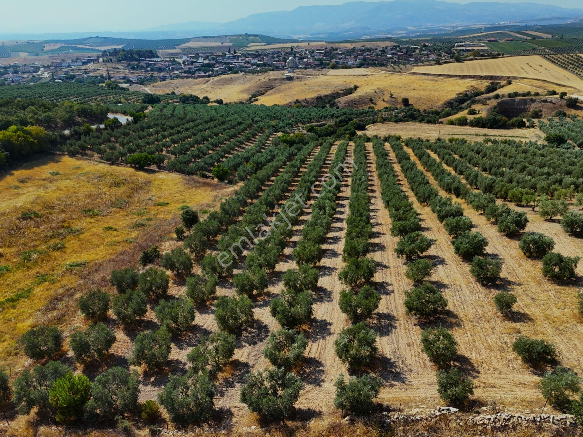 Salihli Akviran'da Satılık 16763 M2 Zeytinlik (video) - Görsel 21