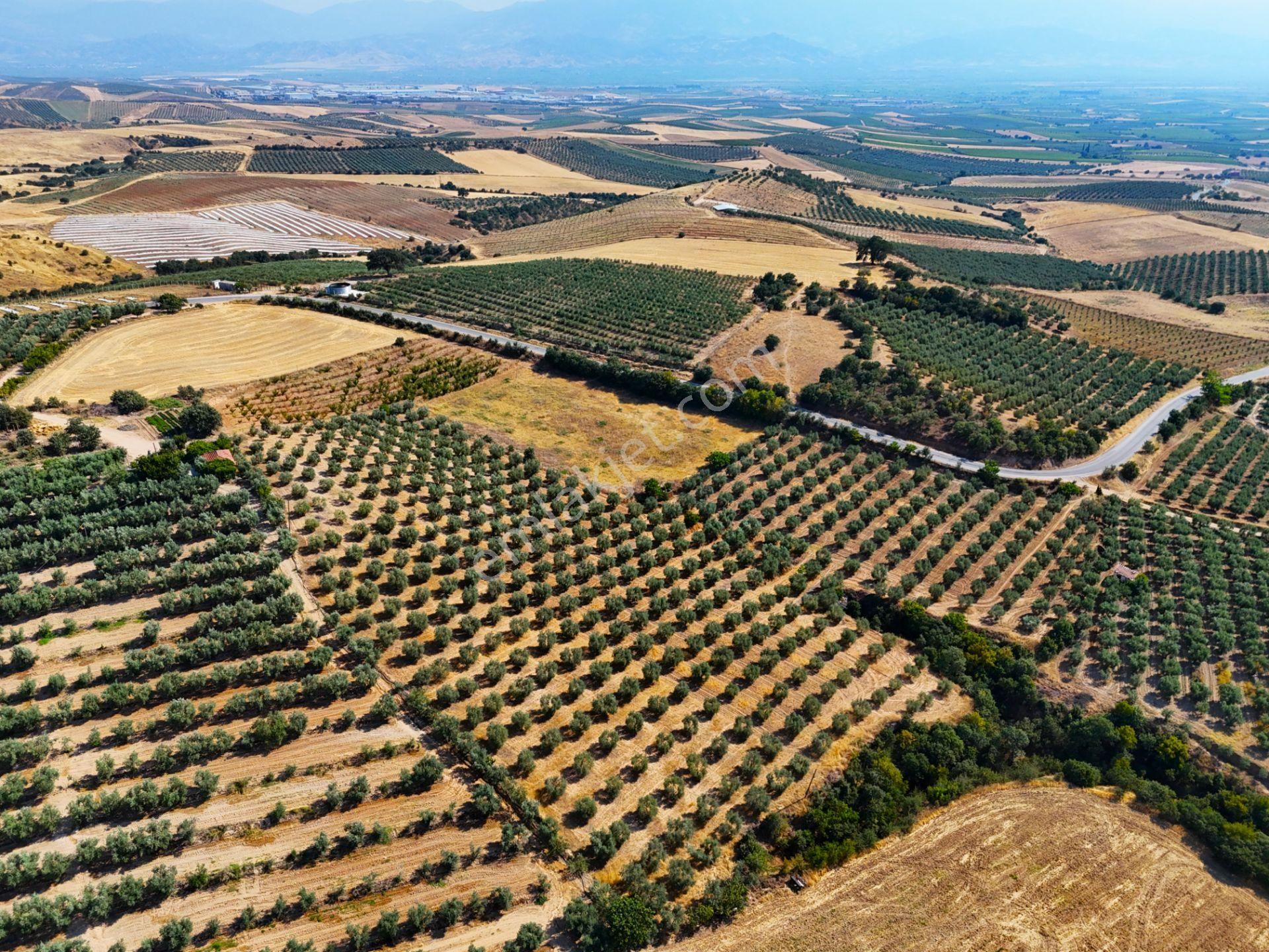 Salihli Akviran'da Satılık 16763 M2 Zeytinlik (video) - Görsel 7