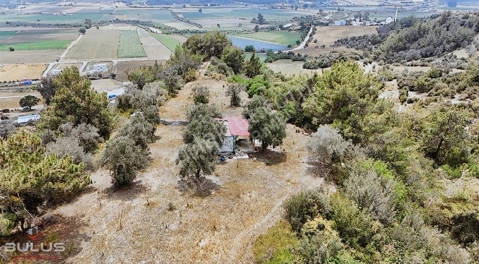 Çukurova Pirilide 7 Dönüm Tek Tapu Ev+çiftlik+zeytin Bahçesi - Görsel 3