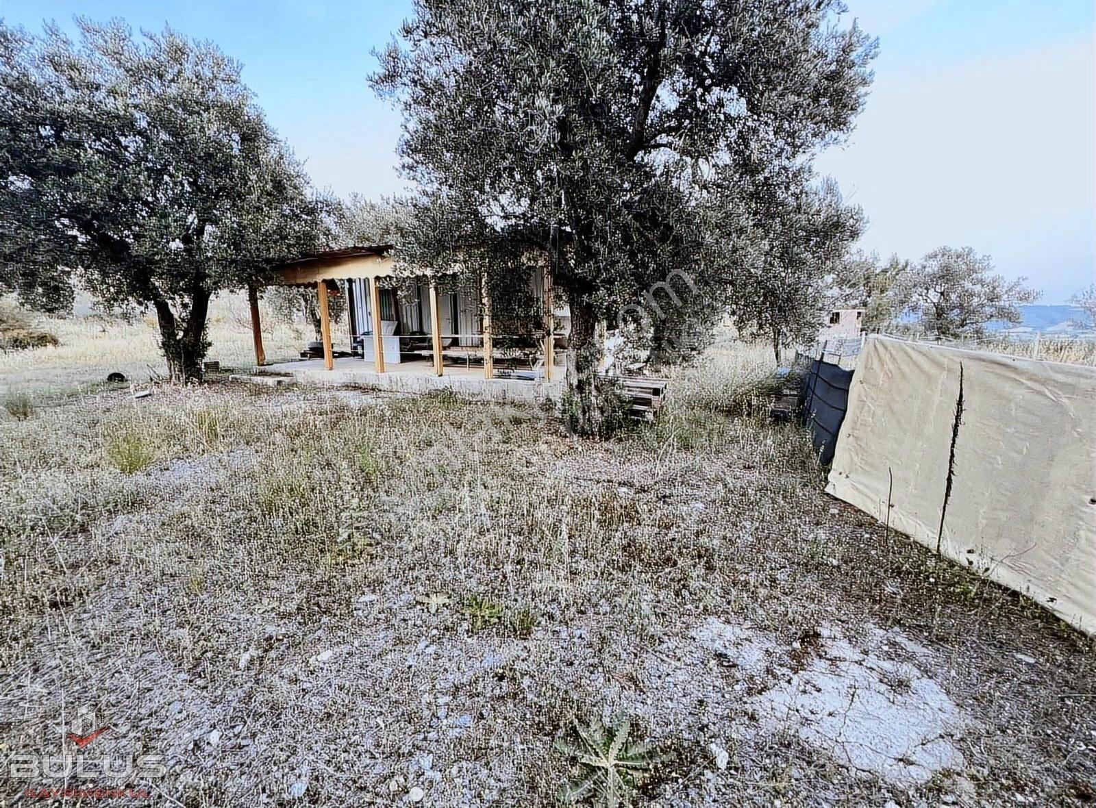 Çukurova Pirilide 7 Dönüm Tek Tapu Ev+çiftlik+zeytin Bahçesi - Görsel 4