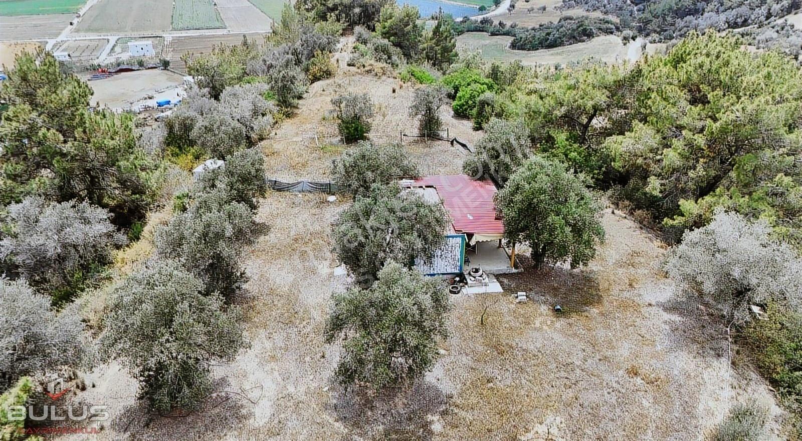 Çukurova Pirilide 7 Dönüm Tek Tapu Ev+çiftlik+zeytin Bahçesi - Görsel 28
