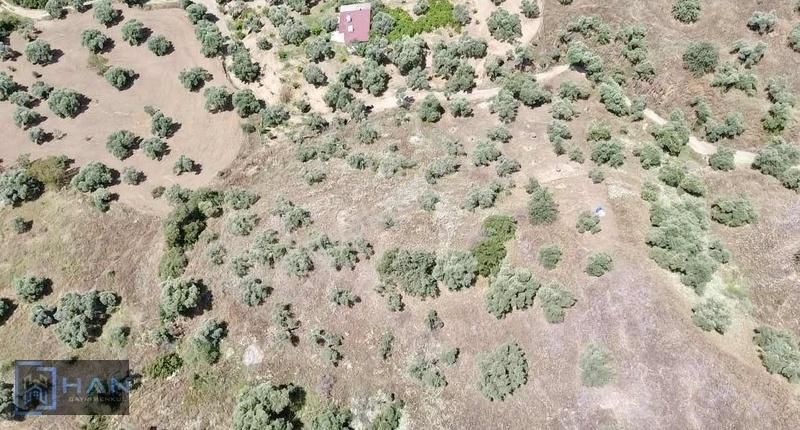 Nazilli Şehir Merkezine Yakın Satılık Zeytin Bahçesi - Görsel 2