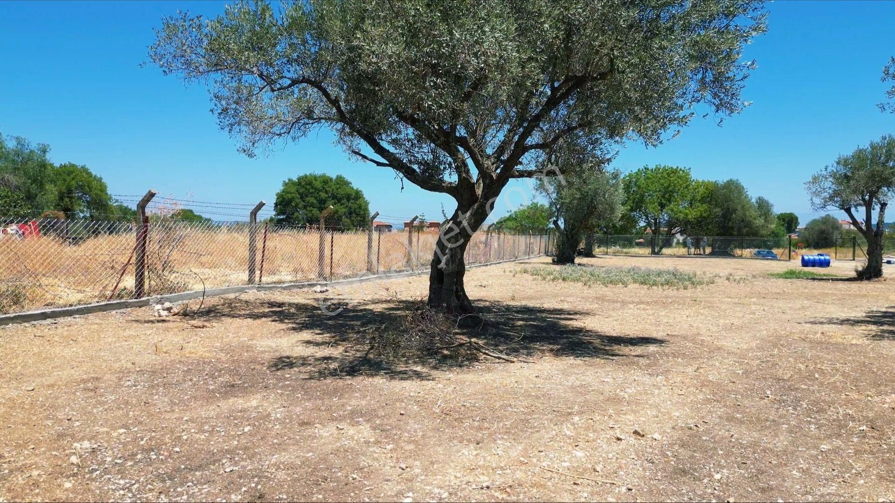 Urla Denizli Mahallesinde Lokasyonu Çok İyi Denize 750 Metre Mesafede Satılık Tarla - Görsel 9