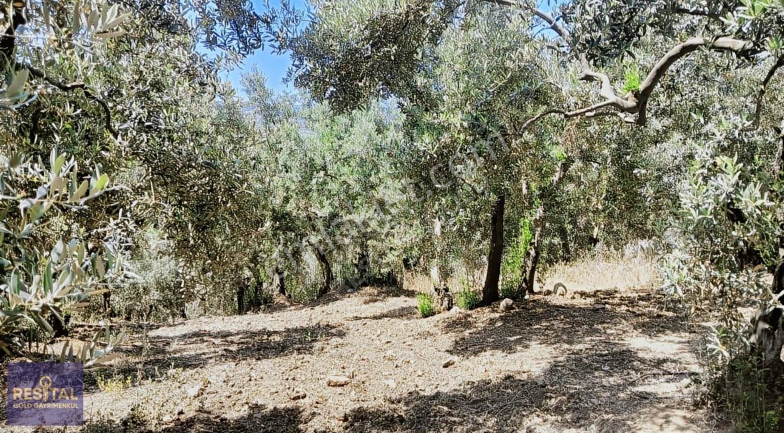 Bursa Mudanya Çepnide Yola Cephe Satılık Zeytinlik - Görsel 11