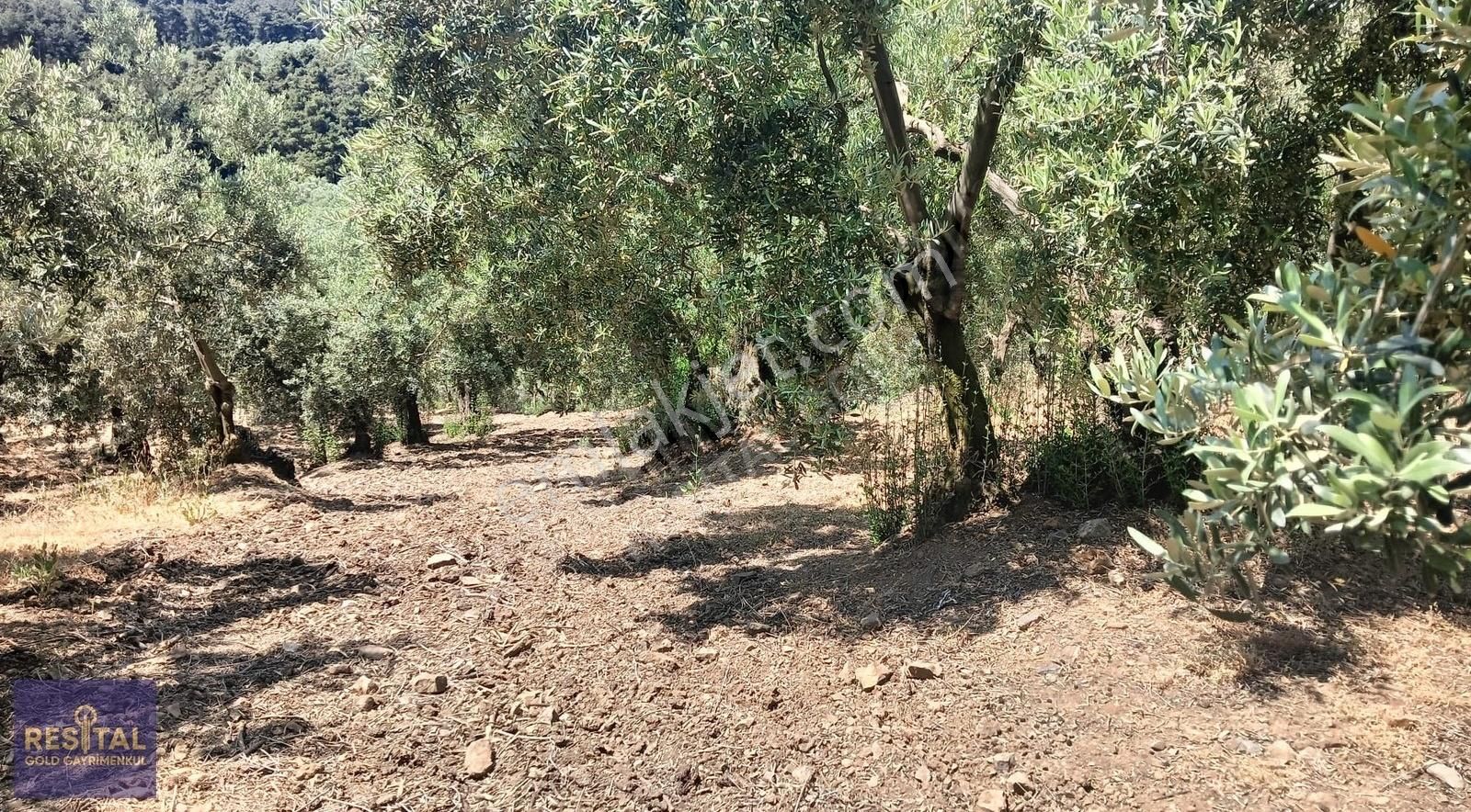 Bursa Mudanya Çepnide Yola Cephe Satılık Zeytinlik - Görsel 8