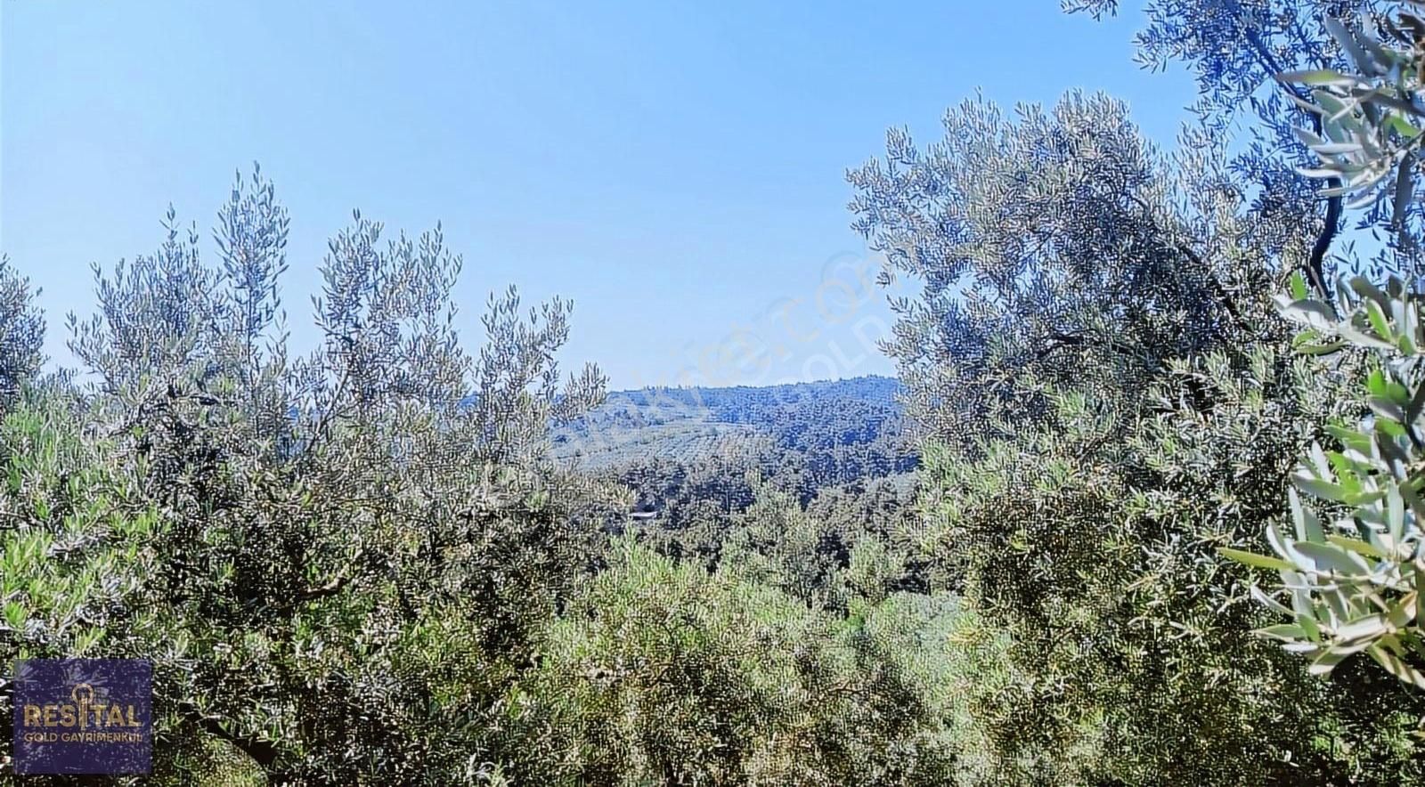 Bursa Mudanya Çepnide Yola Cephe Satılık Zeytinlik - Görsel 3