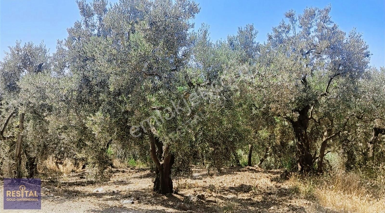Bursa Mudanya Çepnide Yola Cephe Satılık Zeytinlik - Görsel 7