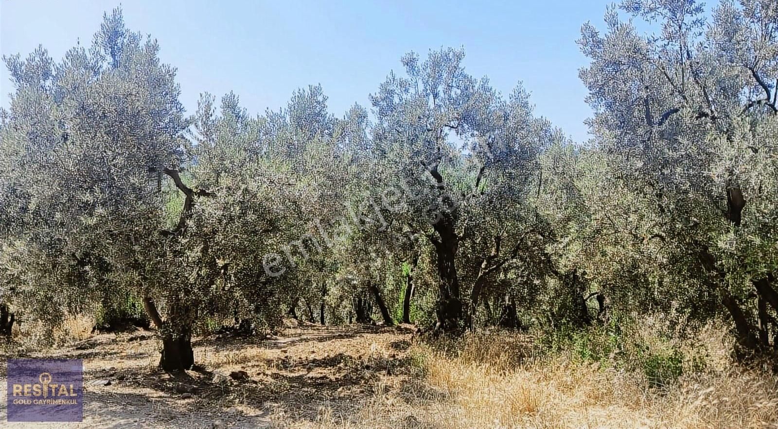 Bursa Mudanya Çepnide Yola Cephe Satılık Zeytinlik - Görsel 2