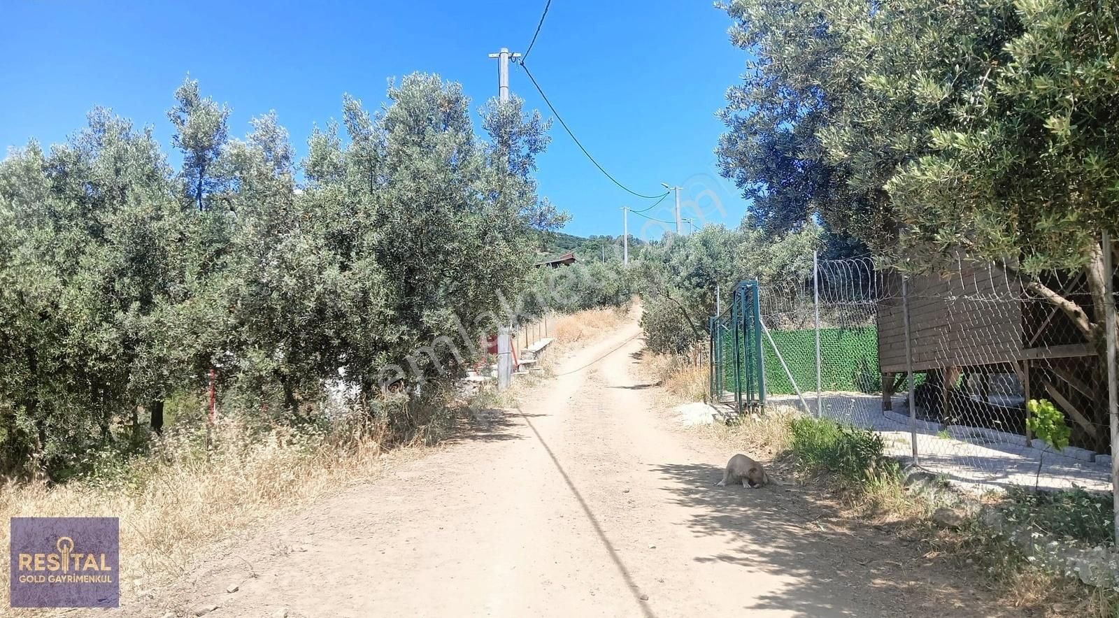 Bursa Mudanya Çepnide Yola Cephe Satılık Zeytinlik - Görsel 6