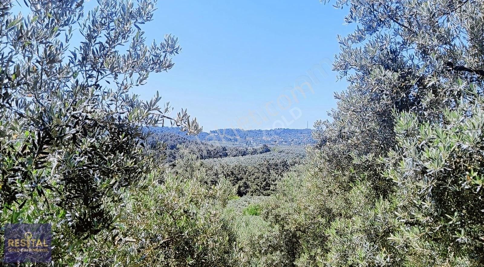 Bursa Mudanya Çepnide Yola Cephe Satılık Zeytinlik - Görsel 9