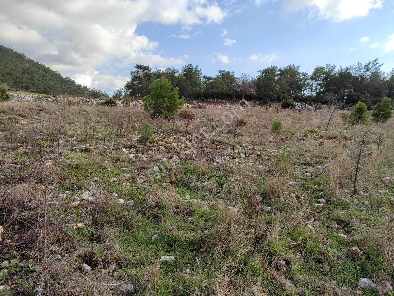 📍 Muğla Milas Yoğunoluk’ta 11.600 M² Düz Kelepir Arazi Satılık