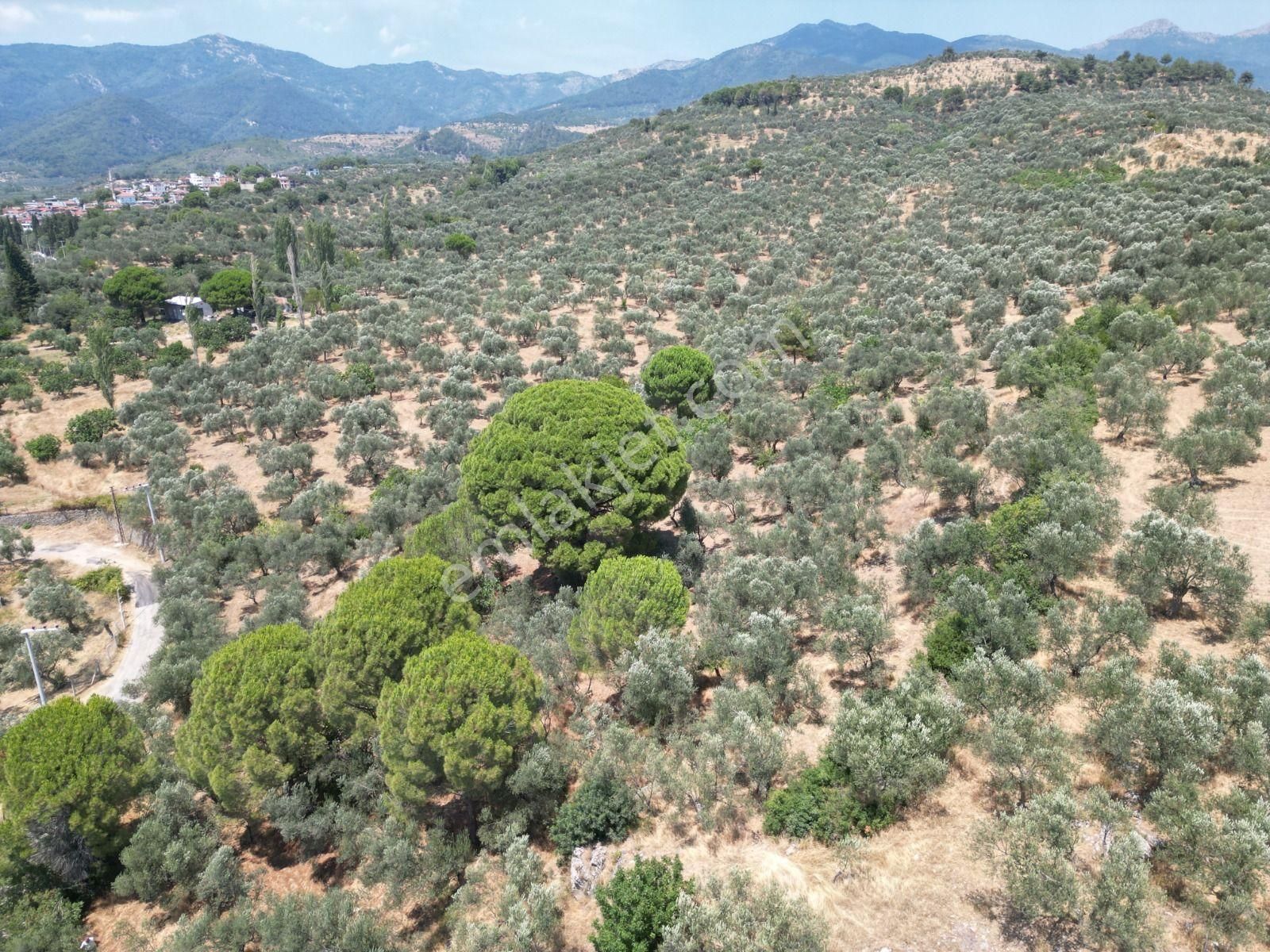 Poyraz Gayrimenkul'den Edremit Dereli'de Satılık 2,200m2 Yolacepheli Zeytinlik - Görsel 8