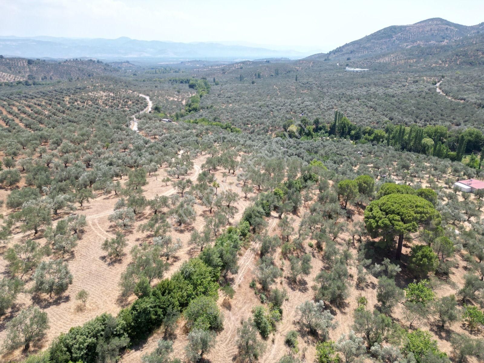 Poyraz Gayrimenkul'den Edremit Dereli'de Satılık 2,200m2 Yolacepheli Zeytinlik - Görsel 16