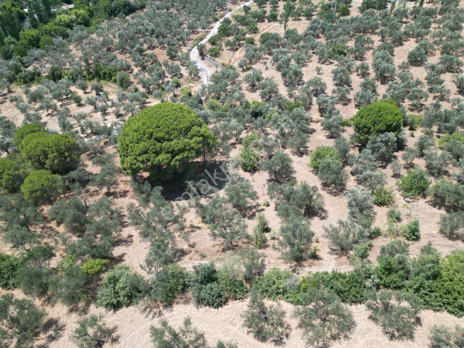 Poyraz Gayrimenkul'den Edremit Dereli'de Satılık 2,200m2 Yolacepheli Zeytinlik - Görsel 12