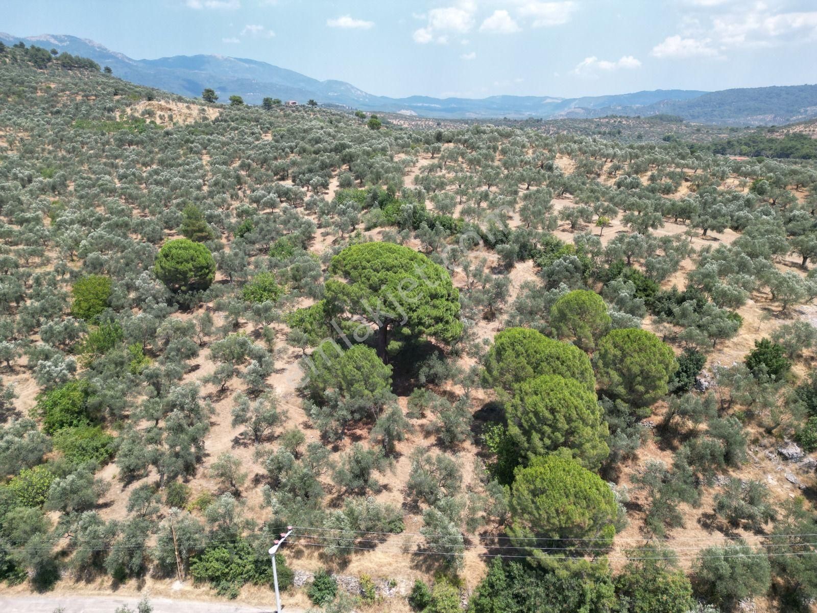 Poyraz Gayrimenkul'den Edremit Dereli'de Satılık 2,200m2 Yolacepheli Zeytinlik - Görsel 6