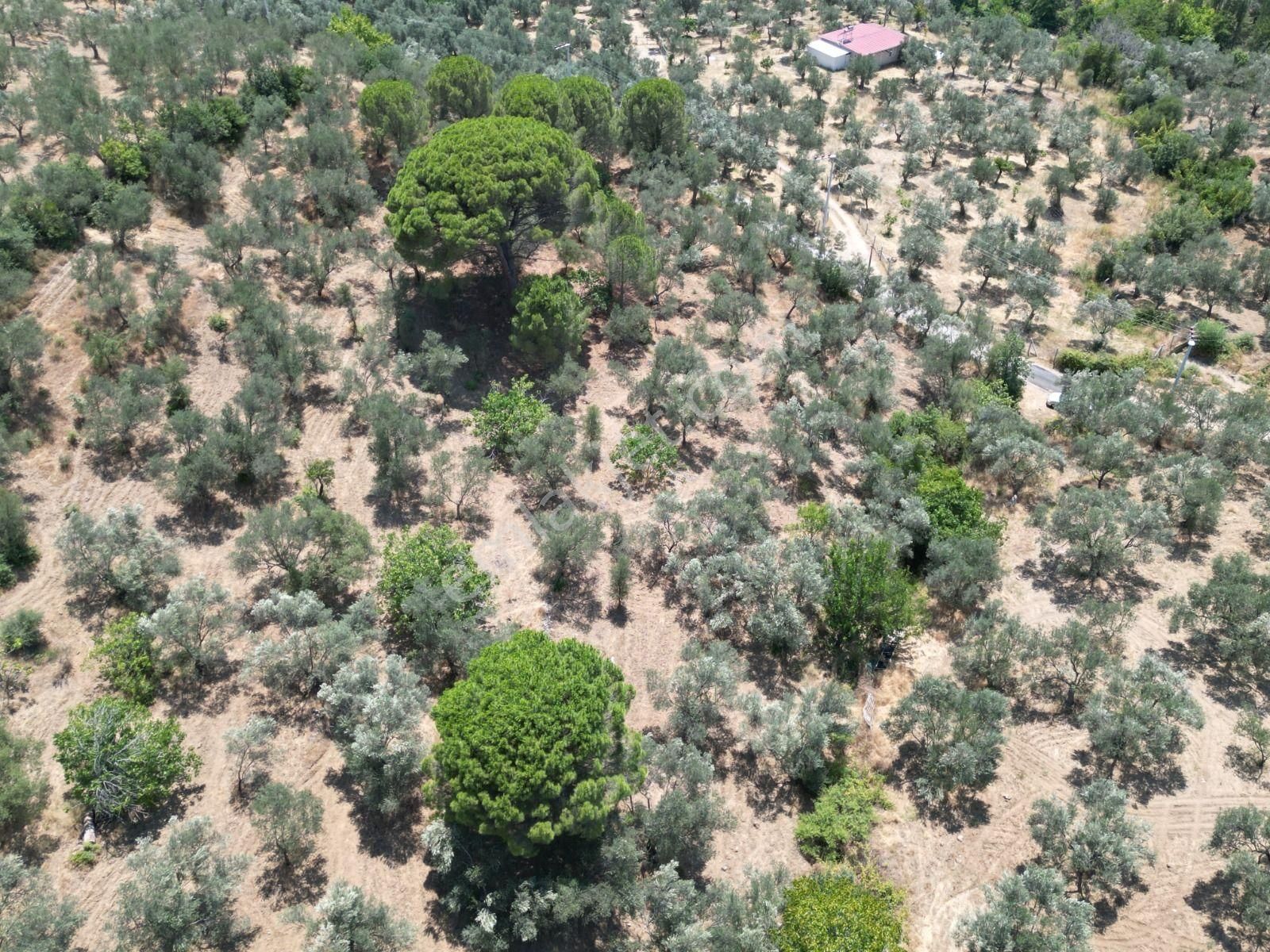 Poyraz Gayrimenkul'den Edremit Dereli'de Satılık 2,200m2 Yolacepheli Zeytinlik - Görsel 17