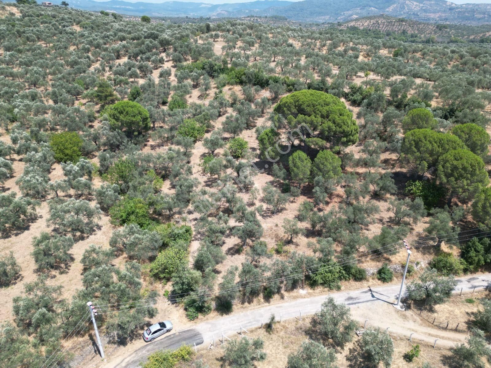 Poyraz Gayrimenkul'den Edremit Dereli'de Satılık 2,200m2 Yolacepheli Zeytinlik - Görsel 5