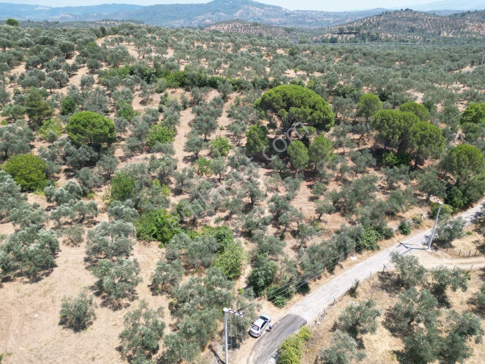 Poyraz Gayrimenkul'den Edremit Dereli'de Satılık 2,200m2 Yolacepheli Zeytinlik - Görsel 4