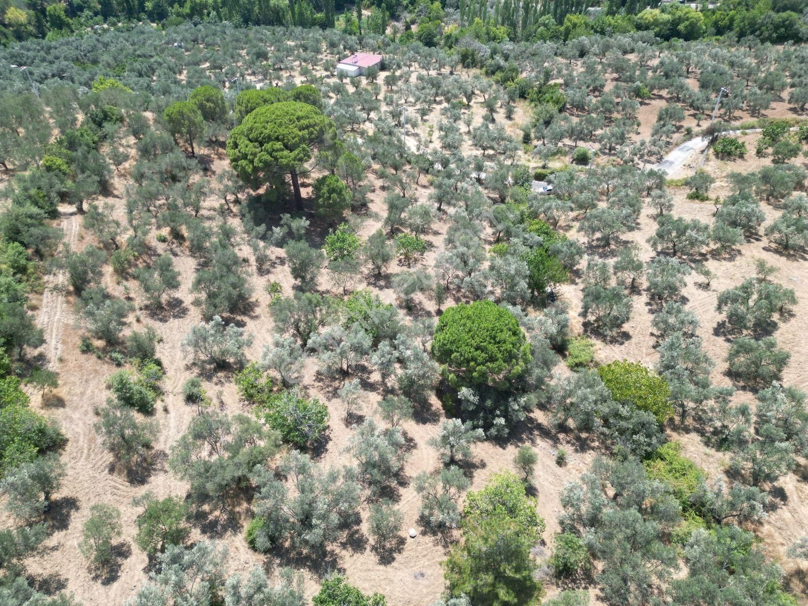 Poyraz Gayrimenkul'den Edremit Dereli'de Satılık 2,200m2 Yolacepheli Zeytinlik - Görsel 14