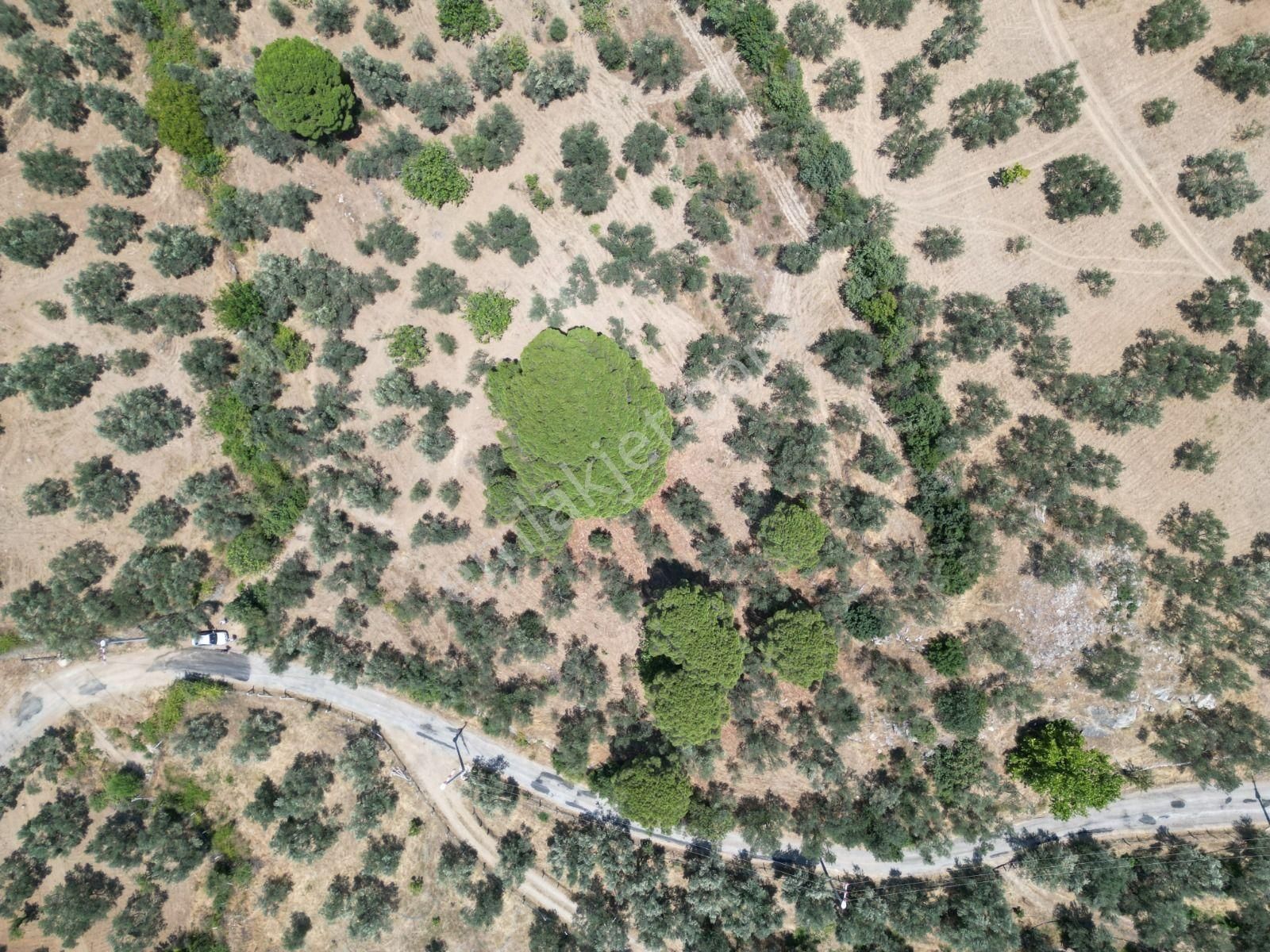 Sabri Pınarbaşı'dan Edremit Dereli'de Satılık Yola Cepheli Yatırımlık Zeytinlik - Görsel 23