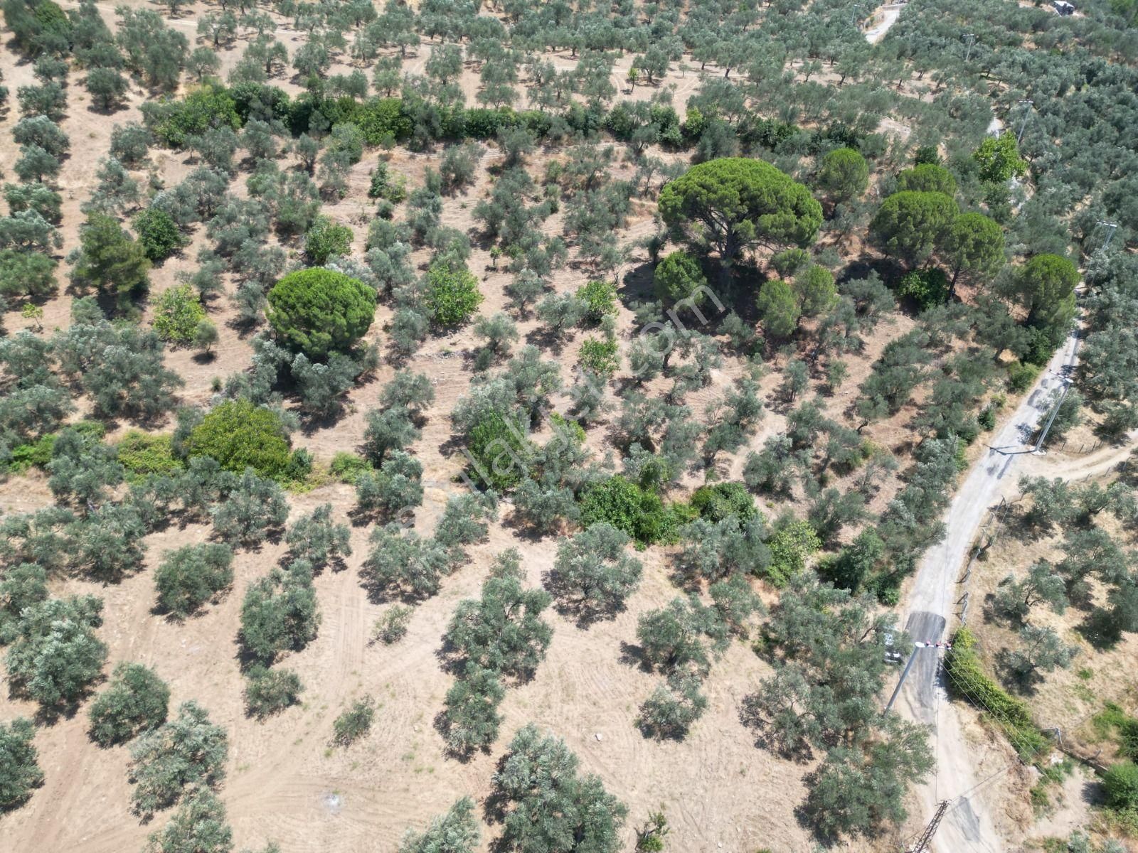Sabri Pınarbaşı'dan Edremit Dereli'de Satılık Yola Cepheli Yatırımlık Zeytinlik - Görsel 19