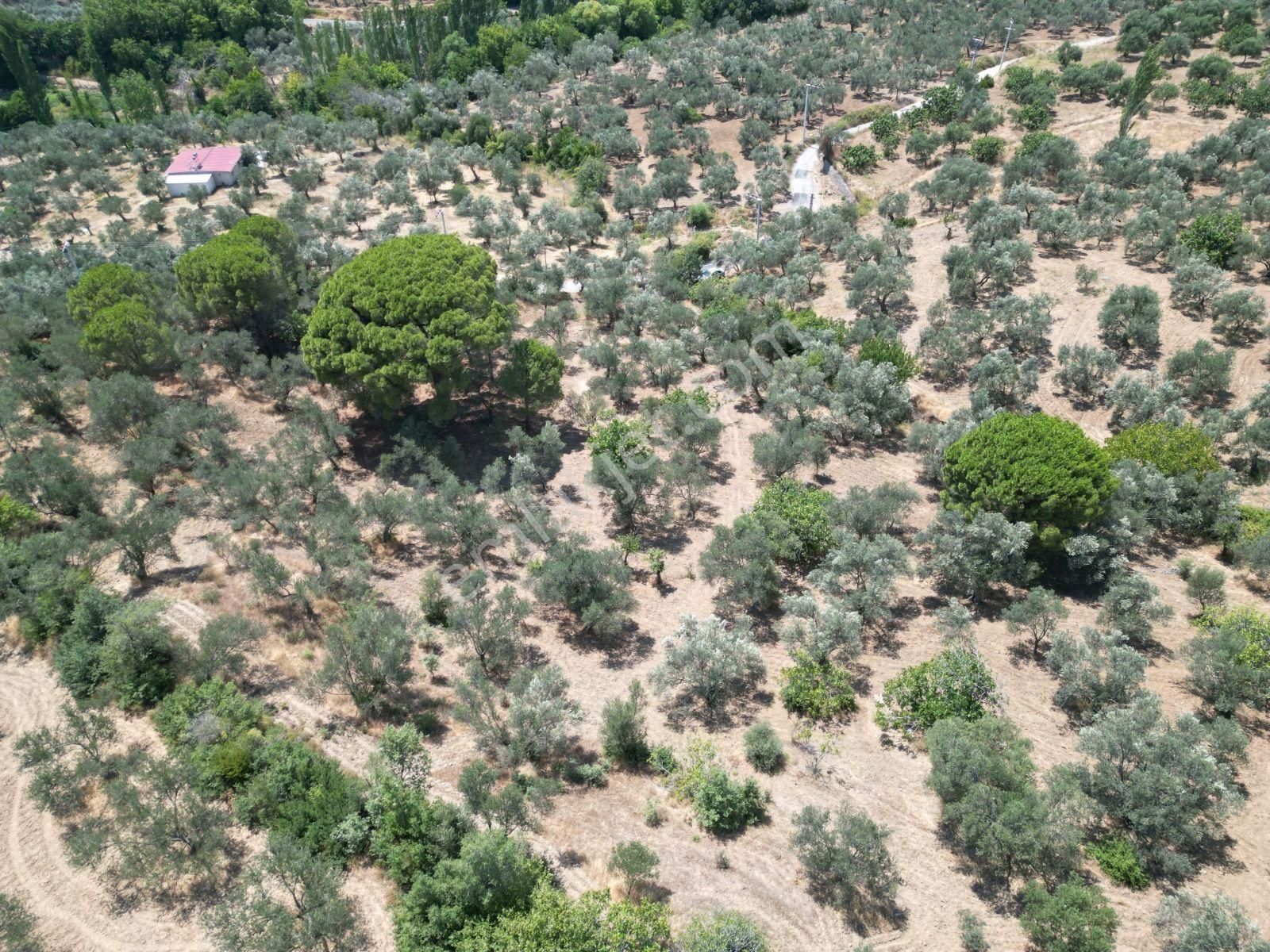 Sabri Pınarbaşı'dan Edremit Dereli'de Satılık Yola Cepheli Yatırımlık Zeytinlik - Görsel 12