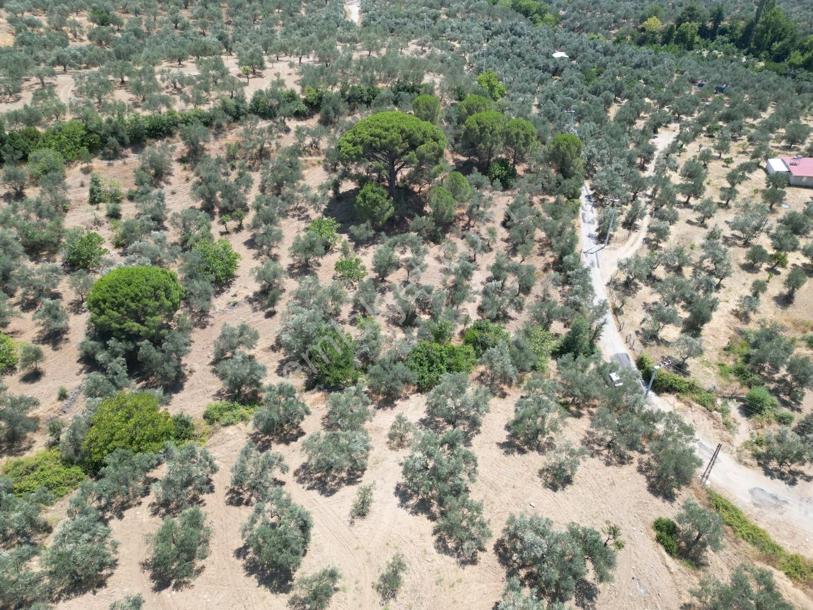 Sabri Pınarbaşı'dan Edremit Dereli'de Satılık Yola Cepheli Yatırımlık Zeytinlik - Görsel 18