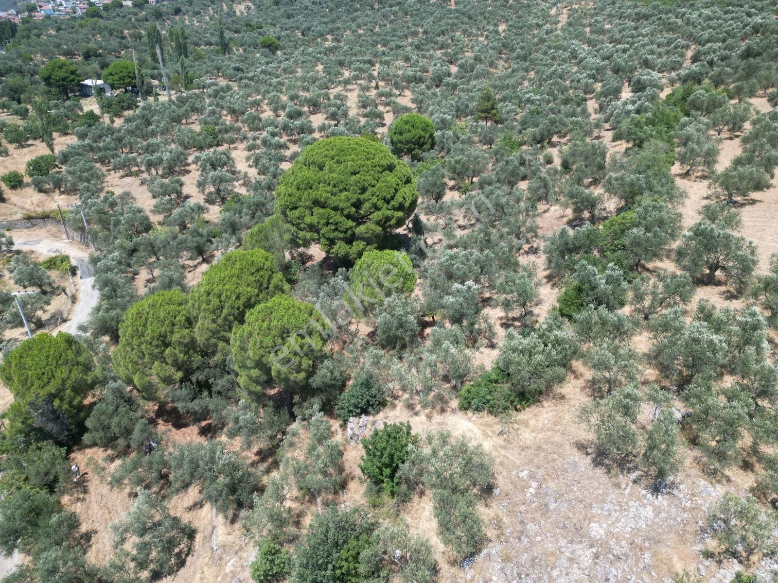 Sabri Pınarbaşı'dan Edremit Dereli'de Satılık Yola Cepheli Yatırımlık Zeytinlik - Görsel 8