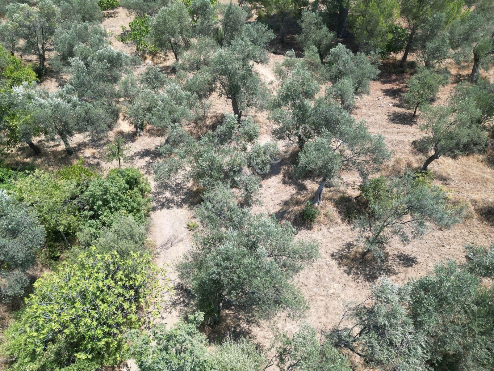 Sabri Pınarbaşı'dan Edremit Dereli'de Satılık Yola Cepheli Yatırımlık Zeytinlik - Görsel 20