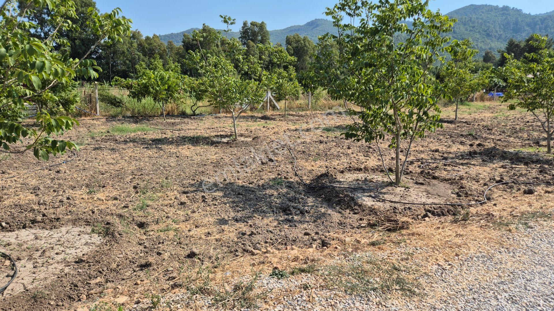 Marmaris Çamlı'da Satılık 4.155 M2 Arsa İçinde Çiftlik Evi - Görsel 14