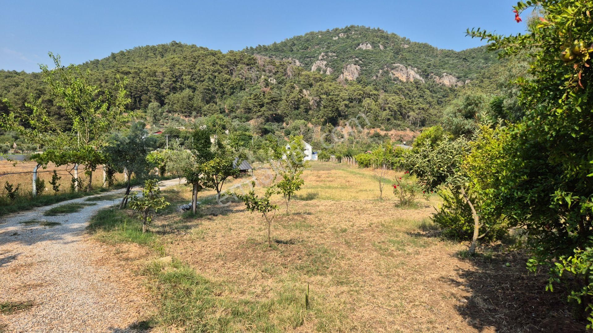 Marmaris Çamlı'da Satılık 4.155 M2 Arsa İçinde Çiftlik Evi - Görsel 13