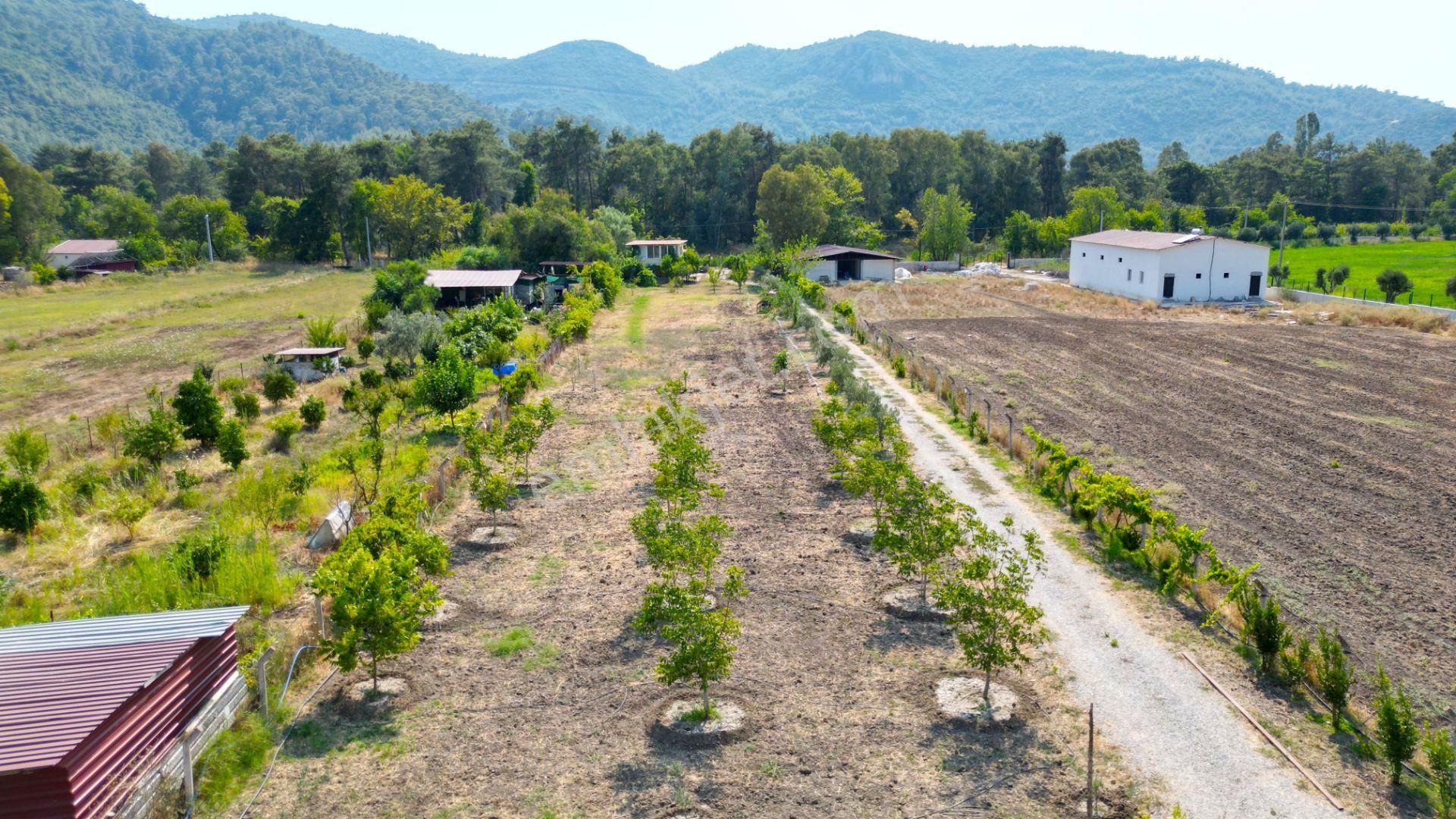 Marmaris Çamlı'da Satılık 4.155 M2 Arsa İçinde Çiftlik Evi - Görsel 11