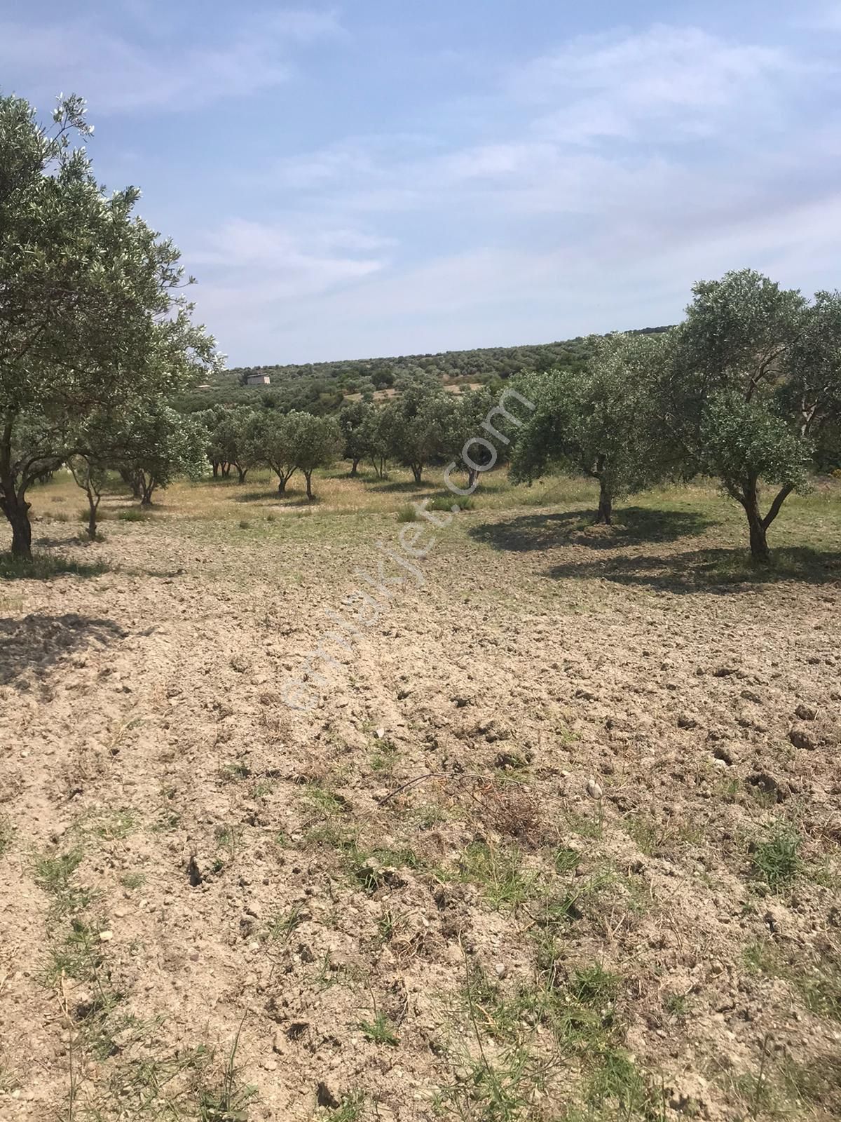 Manisa Saruhanlı Pınarbaşı Mahallesinde 3400m2 Zeytinli Tarla - Görsel 2