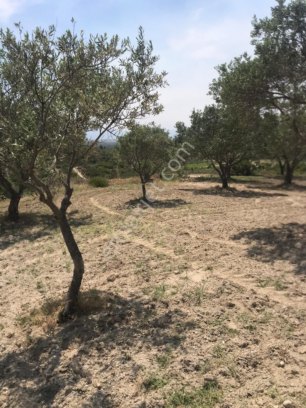 Manisa Saruhanlı Pınarbaşı Mahallesinde 3400m2 Zeytinli Tarla - Görsel 9