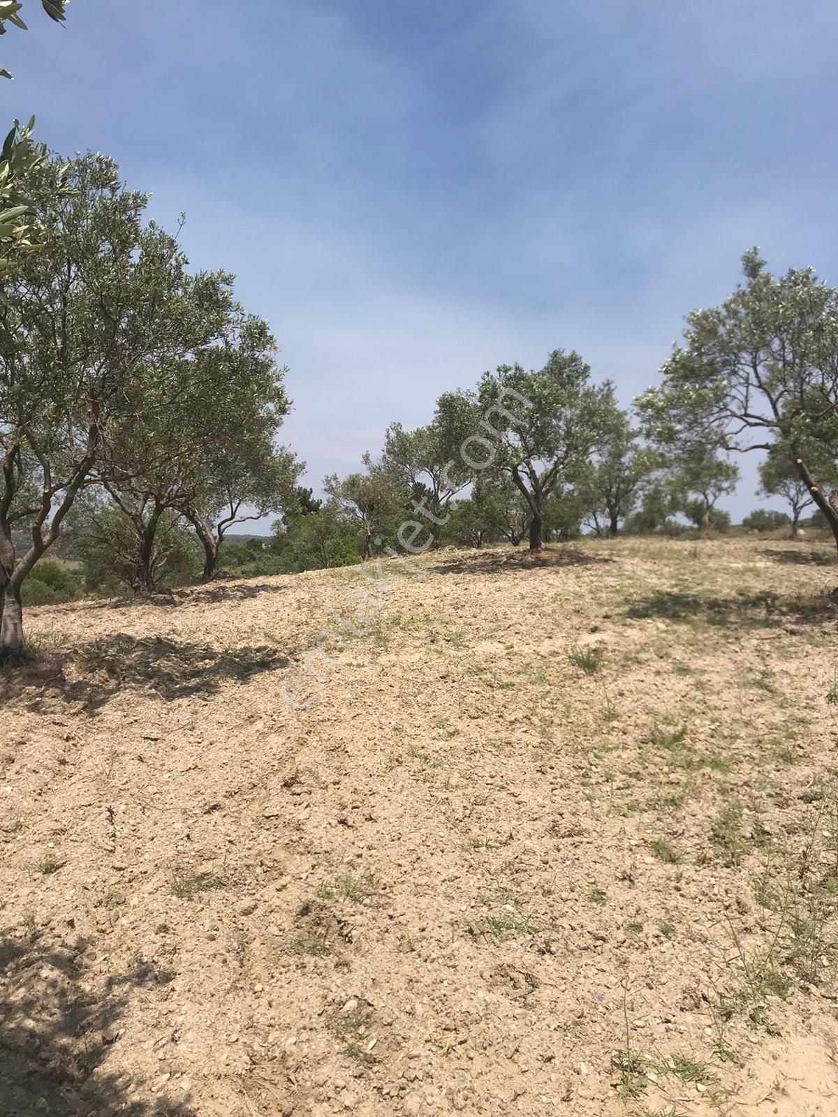 Manisa Saruhanlı Pınarbaşı Mahallesinde 3400m2 Zeytinli Tarla - Görsel 7