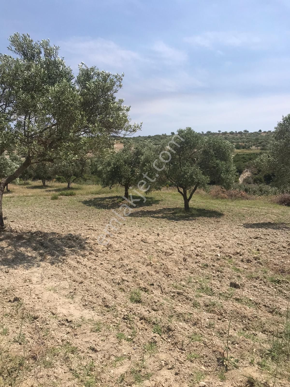 Manisa Saruhanlı Pınarbaşı Mahallesinde 3400m2 Zeytinli Tarla - Görsel 10