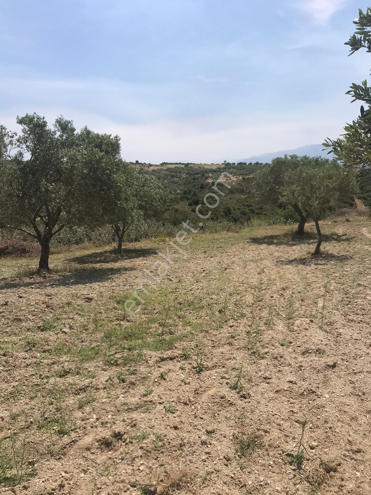 Manisa Saruhanlı Pınarbaşı Mahallesinde 3400m2 Zeytinli Tarla - Görsel 6