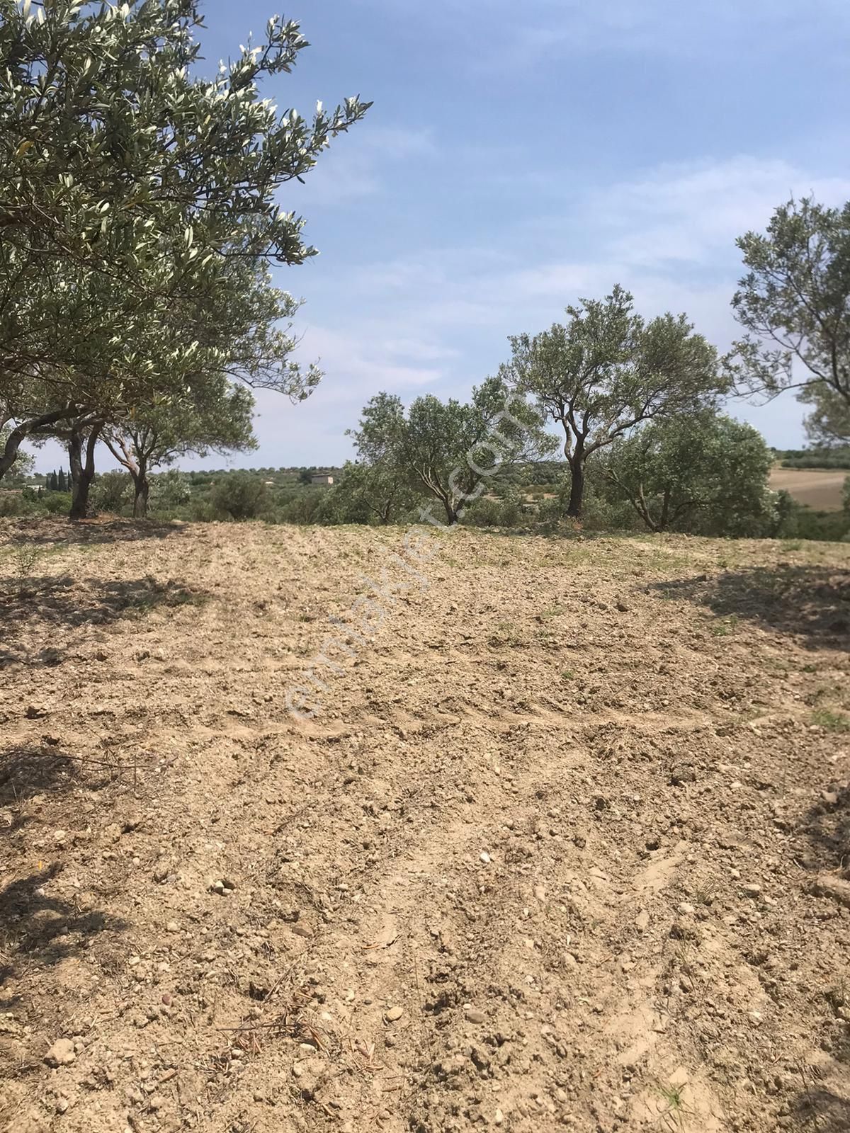 Manisa Saruhanlı Pınarbaşı Mahallesinde 3400m2 Zeytinli Tarla - Görsel 3