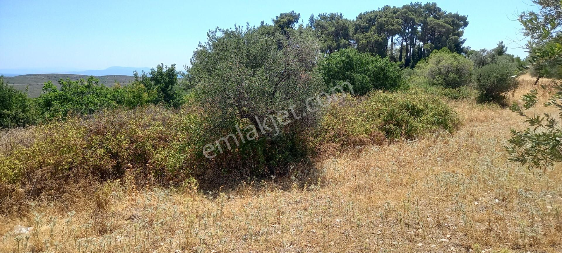 Manisa Kağan Da Satılık Yola Sıfır 1.500 M2 Zeytinlik 900.000 Tl - Görsel 6