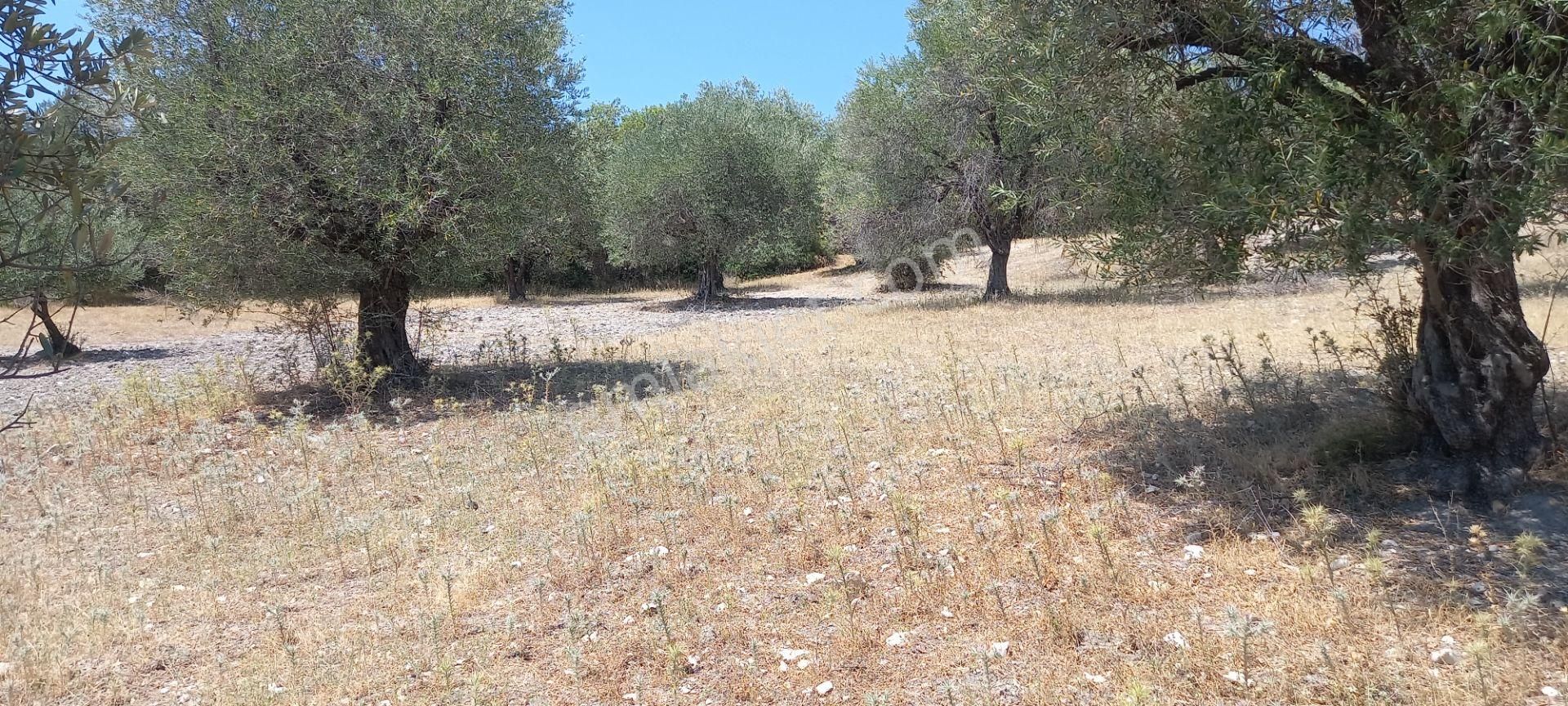 Manisa Kağan Da Satılık Yola Sıfır 1.500 M2 Zeytinlik 900.000 Tl - Görsel 4