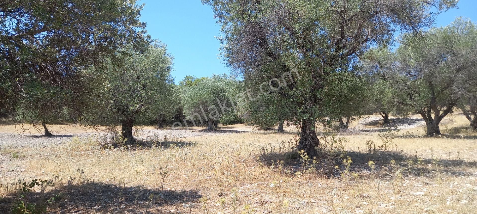Manisa Kağan Da Satılık Yola Sıfır 1.500 M2 Zeytinlik 900.000 Tl - Görsel 8