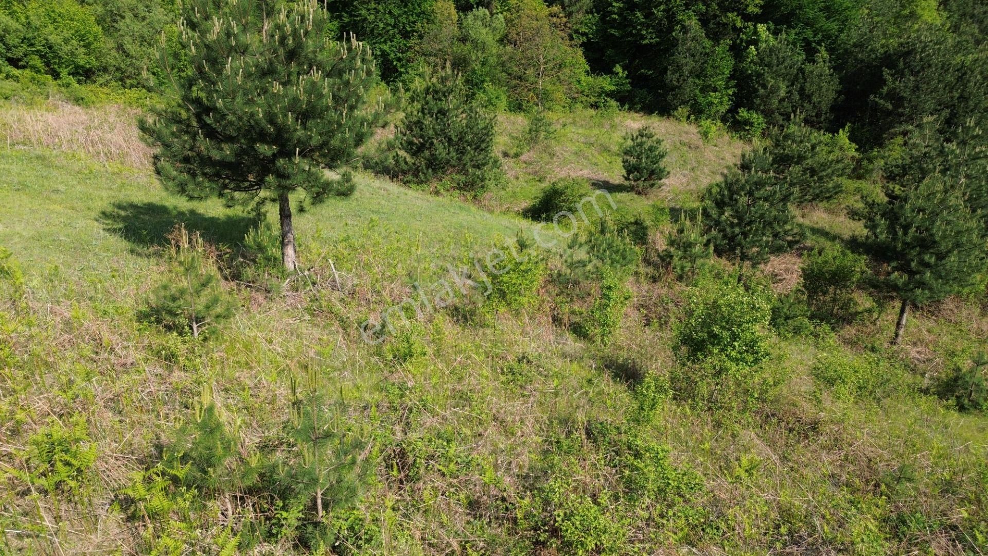 Bursa Kestel Lütfiye Mah. Satılık Tek Tapulu Uygun Tarla - Görsel 5